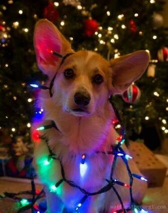 Christmas Corgi Pets