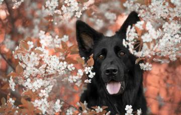 Wallpaper Nature Each Dog Spring Image For Desktop Section