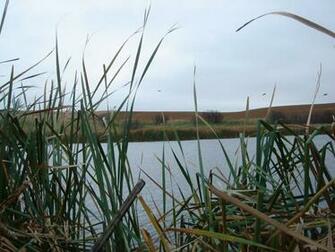 Duck Hunting Background