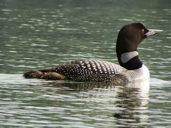 Loons On A Lake Wallpaper Image