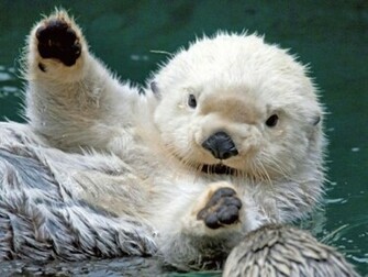 Sea Otter Wallpaper