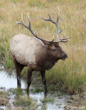 Elk Screensavers For