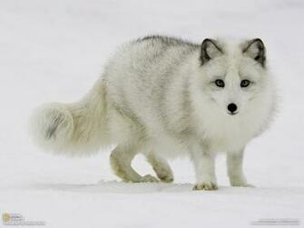 Animals Wallpaper
