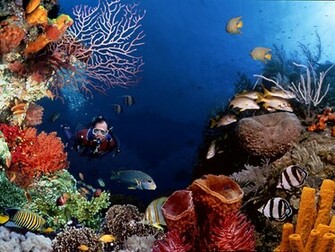 Tkebe7h6jyi Aaaaaaaa1e4 S1600 Underwater Jpg