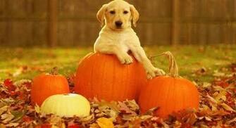 Puppy With Pumpkins Autumn Scenes Wallpaper T Jpg