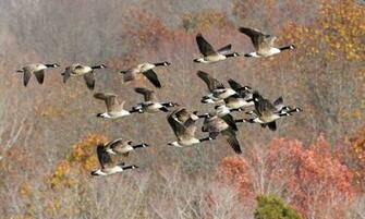 Geese Wallpaper