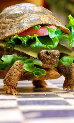 Turtle Burger Wallpaper For Samsung Sch R900 Craft