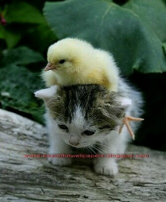 Beautiful Wallpaper Top Cutest Animals Ever