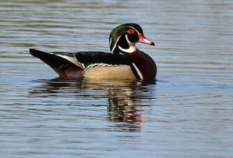 Wood Duck Landing Wallpaper