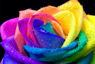 Spot Multicolor Rainbow Roses Wallpaper Html