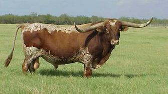 Leadership Ethics And Animals Longhorns Mustangs