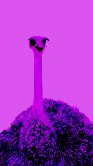 Ugly Ostrich Bw3nlv9c7d9x6289 Wallpaper