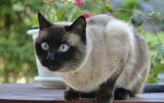 Siamese Cat HD Photography Wallpaper Siam