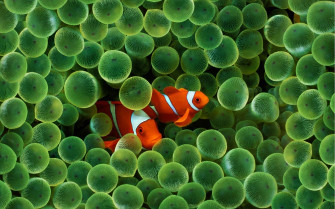 Fish Sea Water Finding Nemo Animals Clownfish Anemones Apple Inc Wallpaper