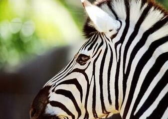 Zebra Computer Wallpaper Desktop Background Id