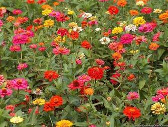 Desktop Wallpaper Flowers Gardens Background Garden