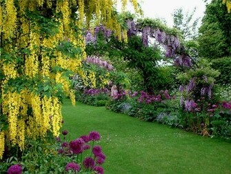 Wallpaper Wisteria Tree Is Extreem Beauty Of Nature
