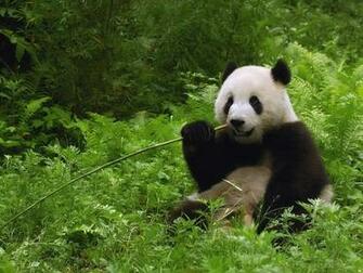 Amazing Animal Pictures Animals Wallpaper Of