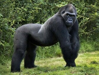 Gorilla Wallpaper HD