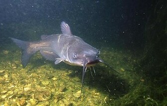 Channel Catfish Wallpaper