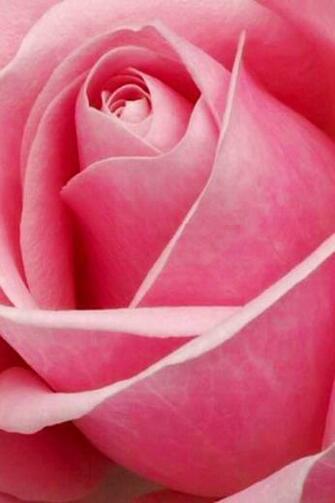 iPhone Wallpaper A Rose Tjn