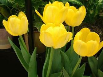 Scarlet Tulip Wallpaper 4k Wide Screen 1080p 2k