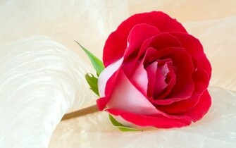 Hq Red Rose Wallpaper HD Desktop Collections