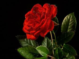 Pretty Roses Wallpaper