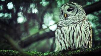 Description Owl HD Wallpaper Is A Hi Res For Pc Desktops