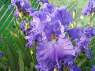 Purple Iris Wallpaper Picswallpaper
