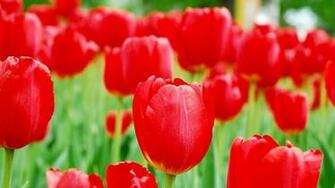 Red Tulips Wallpaper