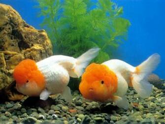 Fish Wallpaper Widescreen Ing Gallery