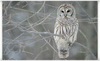 Owl Face Wallpaper Animals