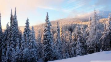 Snowy Forest Wallpaper For Your