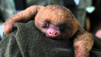 Omg Yawning Baby Sloth Video By Say