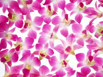 Flower Wallpaper For Desktop 3d