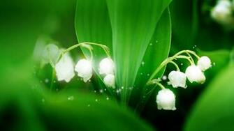 Lily Of The Valley Wallpaper Beautiful
