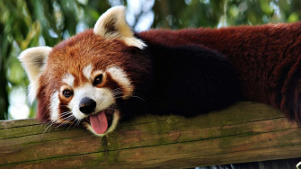 Cute Red Panda Wallpaper