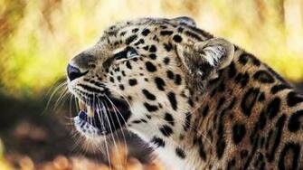 Worldaccordingtomaggie Photographyylms Animals HD Wallpaper 1080p