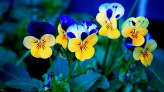 Spring Wallpaper
