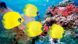 Desktop Wallpaper Of Coral Fish Colorful Underwater