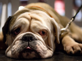 English Bulldog Wallpaper