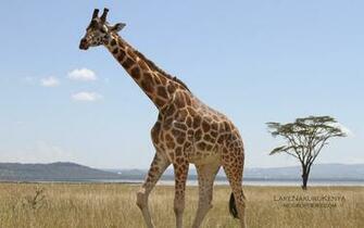 Giraffe Wallpaper Print HD Cute