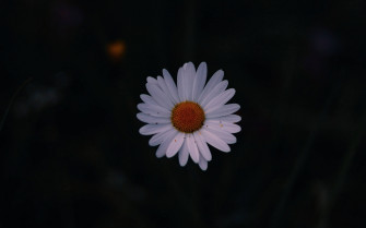 Daisy Aesthetic Wallpaper