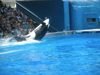 Shamu Wallpaper Related Keywords Amp Suggestions