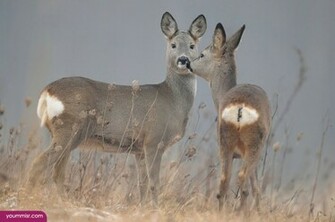 White Tailed Deer Pictures Dhabi Facts Wallpaper