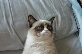 Fonds D Cran Grumpy Cat Tous Les Wallpaper
