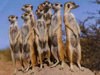 Meerkat Wallpaper Interesting HDq Image