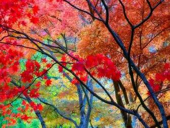 Fall Tapestry Wallpaper