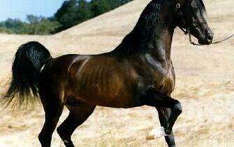 Wallpaper Arabian Horse Beautiful Computer